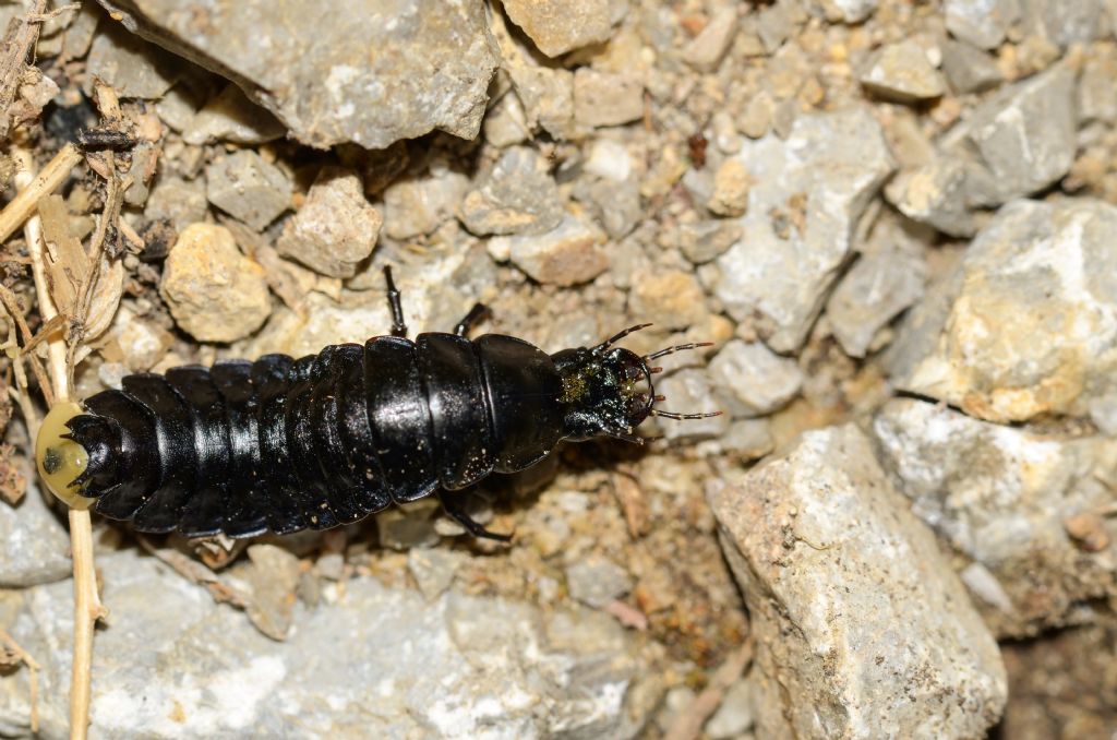 larva di Carabidae: Carabus sp.